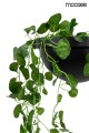 Lampa ścienna Plant Wall czarna Moosee